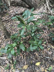 Phaleria octandra