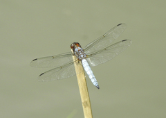 Libellula foliata