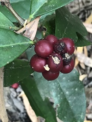 Phaleria octandra