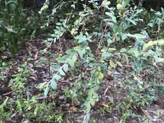 Phyllanthus fuernrohrii