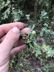 Phyllanthus fuernrohrii