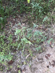 Phyllanthus fuernrohrii