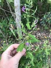 Hypoestes floribunda