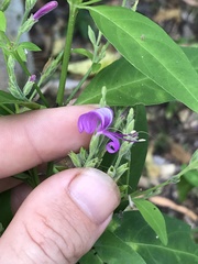 Hypoestes floribunda