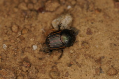 Onthophagus posticus