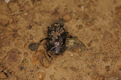 Onthophagus posticus