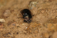 Onthophagus posticus