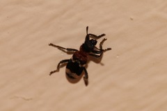 Thanasimus formicarius