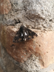 Noctuoidea