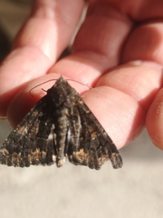 Noctuoidea