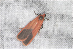 Scoliacma bicolora