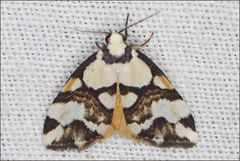 Thallarcha staurocola