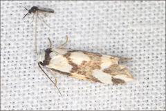 Thallarcha staurocola