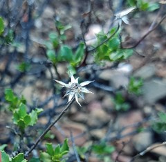 Pegolettia baccaridifolia