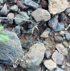 Pegolettia baccaridifolia