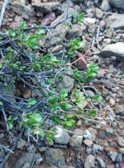 Pegolettia baccaridifolia