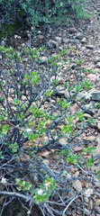 Pegolettia baccaridifolia