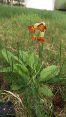 Primula veris