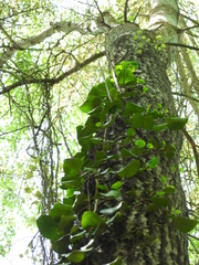Hedera pastuchovii