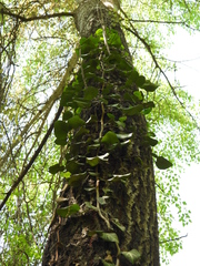 Hedera pastuchovii