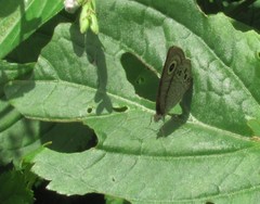 Ypthima baldus madrasa