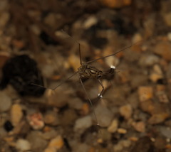 Metrocoris lituratus