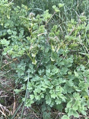 Thalictrum flavum