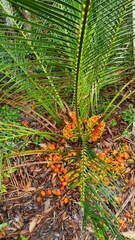 Macrozamia douglasii
