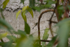 Orthetrum sabina