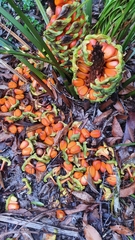 Macrozamia douglasii