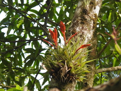 Tillandsia cryptopoda