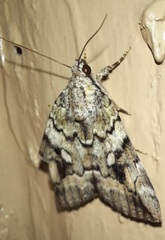 Catocala lineella