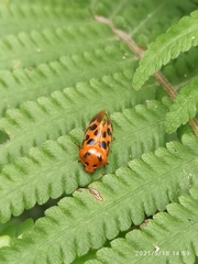 Cosmoscarta dorsimacula