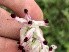 Fumaria capreolata