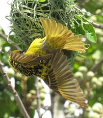 Ploceus cucullatus spilonotus