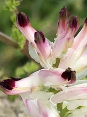 Fumaria capreolata
