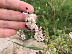 Fumaria capreolata