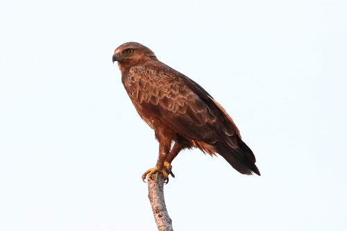 Lesser Spotted Eagle