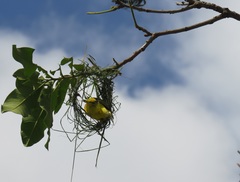 Ploceus cucullatus spilonotus