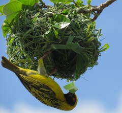 Ploceus cucullatus spilonotus