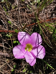 Oxalis monophylla monophylla