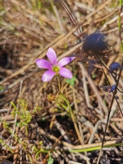 Oxalis livida