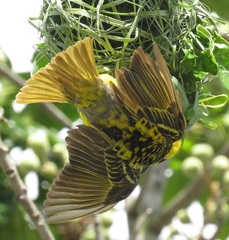 Ploceus cucullatus spilonotus