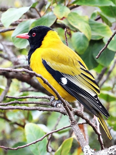 Eastern Blackhead Oriole