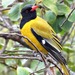 Southern Black-headed Oriole - Photo (c) Kate Braun, some rights reserved (CC BY-NC), uploaded by Kate Braun