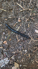 Paeromopodidae