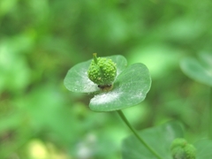 Euphorbia squamosa