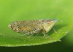 Scaphytopius cinereus