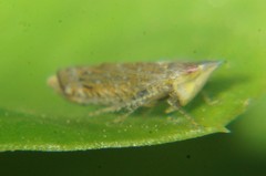 Scaphytopius cinereus