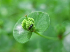 Euphorbia squamosa